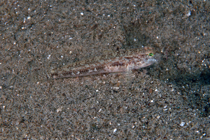 Gobius???
